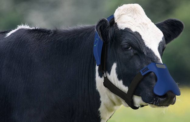 Bestaan landelijk vliegtuigen Koemasker tegen methaanuitstoot via neus? | Veehouderij Techniek